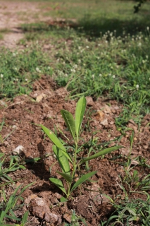 ไฟล์แนบ กปภ.สาขาบางคล้า จัดกิจกรรมปลูกต้นไม้ภายในพื้นที่สำนักงานเนื่องในวันต้นไม้ประจำปีของชาติ