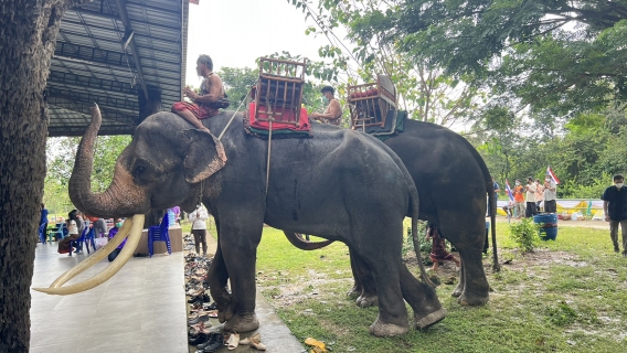 ไฟล์แนบ  กปภ.สาขาสตึก เข้าร่วมงานประเพณีตักบาตรบนหลังช้าง ประจำปี 2565 