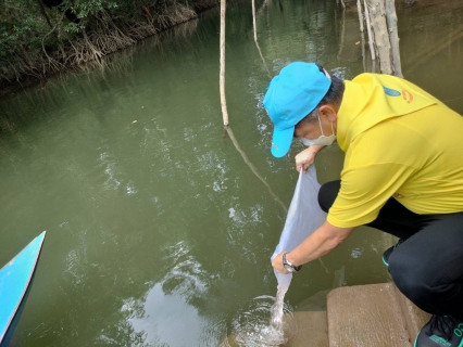 ไฟล์แนบ การประปาส่วนภูมิภาคสาขาตะกั่วป่า ร่วมกิจกรรมจิตอาสาปล่อยพันธุ์สัตว์น้ำ (กุ้งแชบ๊วย)