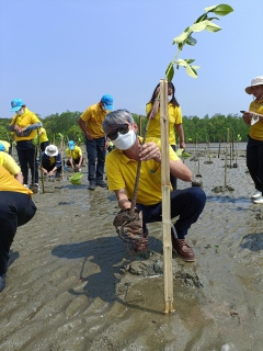 ไฟล์แนบ การประปาส่วนภูมิภาคสาขาปากน้ำประแสร์ ร่วมกิจกรรมจิตอาสาปลูกป่าชายเลน