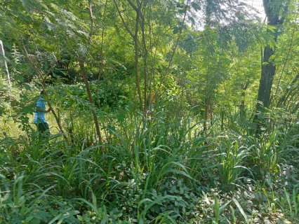 ไฟล์แนบ การประปาส่วนภูมิภาคสาขากาญจนดิษฐ์ ลงพื้นที่สำรวจ หาท่อแตกท่อรั่วท่อส่งน้ำขนาด 700 มิลลิเมตร ตั้งแต่สถานีจ่ายน้ำพลายวาส ไปยังสามแยกบ้านใน สถานีผลิตน้ำบ้านใน 