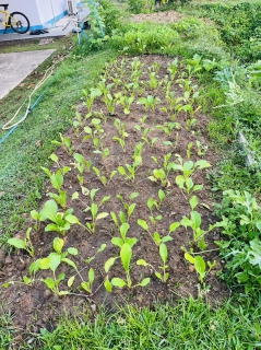 ไฟล์แนบ การประปาส่วนภูมิภาคสาขาชุมพร ร่วมมือสร้างความสัมพันธ์ ดำเนินกิจกรรม "ผักสวนครัว รั้วกินได้"