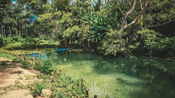 ไฟล์แนบ การประปาส่วนภูมิภาคสาขากุยบุรี งานผลิต ดำเนินการกำจัดวัชพืชตามโครงการจัดการน้ำสะอาด (WSP)