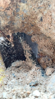 ไฟล์แนบ กปภ.สาขาตะกั่วป่า ดำเนินงานตามแผนบริหารจัดการน้ำสูญเสียเชิงรุก ลงพื้นที่เดินเท้าหาท่อแตกรั่ว พร้อมซ่อมปิดจุด เพื่อลดการเกิดน้ำสูญเสีย