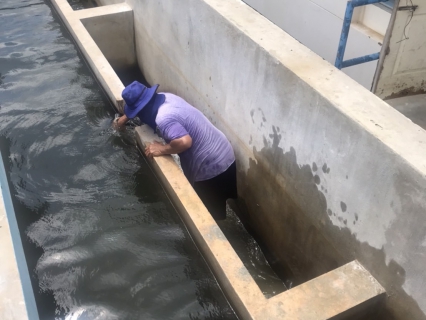 ไฟล์แนบ การประปาส่วนภูมิภาคสาขากุยบุรี ดำเนินการล้างถังตกตะกอนโรงกรองน้ำ 400 ลบม./ชม.ตามแนวทางการดำเนินการโครงการจัดการน้ำสะอาด (WSP) ประจำเดือนสิงหาคม 2566