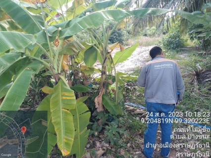 ไฟล์แนบ กปภ.สาขาสุราษฎร์ธานี(พ) ออกสำรวจค้นหาท่อแตกรั่วเพื่อเพิ่มประสิทธิภาพในการส่งจ่ายน้ำประปา บริเวณ ต.บางใบไม้ ต.บางชนะ ต.บางไทร และ ต.คลองฉนาก