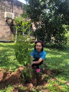 ไฟล์แนบ พนักงานร่วมปลูกต้นไม้