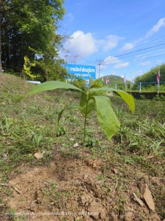 ไฟล์แนบ กปภ.สาขาบางสะพาน ร่วมกันปลูกป่าเพื่อแผ่นดิน เทิดพระเกียรติพระบาทสมเด็จพระบรมชนกาธิเบศร มหาภูมิพลอดุลยเดชมหาราช บรมนาถบพิตร (Father's Land) ประจำปี 2567