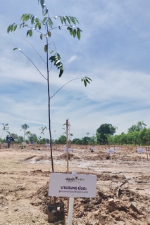 ไฟล์แนบ กปภ.ข.6 ร่วมโครงการปลูกป่าเฉลิมพระเกียรติ 73 พรรษา พระบาทสมเด็จพระเจ้าอยู่หัวฯ เนื่องในโอกาสมหามงคลวันเฉลิมพระชนมพรรษา 28 กรกฎาคม 2568