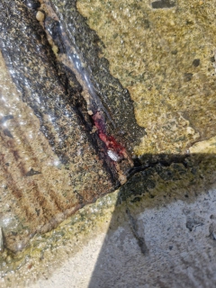 ไฟล์แนบ การประปาส่วนภูมิภาคสาขาภูเก็ต ลงพื้นที่สำรวจหาท่อแตกท่อรั่วเชิงรุก (ALC) บริเวณซอยนายะ 1 ต.ราไวย์ อ.เมือง  จ.ภูเก็ต 