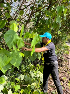 ไฟล์แนบ กปภ.สาขาทุ่งสง เข้าร่วมกิจกรรมจิตอาสาบำเพ็ญสาธารณประโยชน์และบำเพ็ญสาธารณกุศล เนื่องในวันคล้ายวันพระบรมราชสมภพ พระบาทสมเด็จพระบรมชนกาธิเบศร มหาภูมิพลอดุลยเดชมหาราช และสมเด็จพระนางเจ้าสิริกิติ์ พระบรมราชินีนาถพระบรมราชชนนีพันปีหลวง