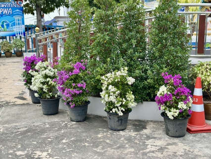 ไฟล์แนบ กปภ.สาขาสมุทรสาคร (พ) ปรับปรุงภูมิทัศน์รอบสำนักงาน พร้อมนำต้นเฟื่องฟ้ามาจัดตกแต่งพื้นที่