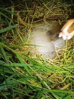 ไฟล์แนบ กปภ.สาขาพิษณุโลก ร่วมสนับสนุนการฝึกปฏิบัติ การฝึกอบรมในงาน (OJT)  หลักสูตร การบริหารจัดการและลดน้ำสูญเสีย ระดับต้น