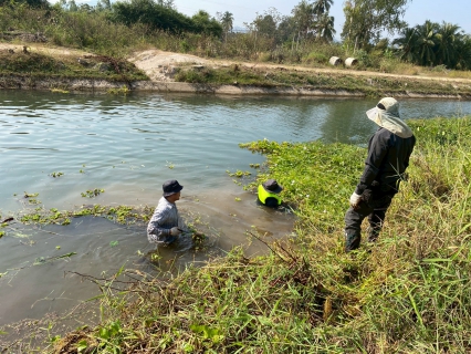 ไฟล์แนบ การประปาส่วนภูมิภาคสาขาเพชรบุรี ร่วมกันกำจัดวัชพืชและผักตบชวาในคลองชลประทาน