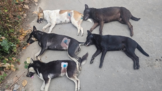 ไฟล์แนบ กปภ.สาขาปากท่อ ร่วมกับ ปศุสัตว์อำเภอฯ ลงพื้นที่ทำหมันสุนัข-แมวจร ณ สถานีผลิตน้ำไพรสะเดา เพื่อความเป็นระเบียบเรียบร้อย