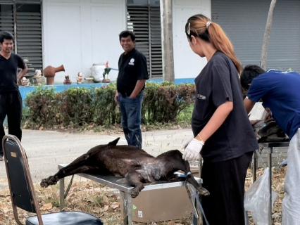 ไฟล์แนบ กปภ.สาขาปากท่อ ร่วมกับ ปศุสัตว์อำเภอฯ ลงพื้นที่ทำหมันสุนัข-แมวจร ณ สถานีผลิตน้ำไพรสะเดา เพื่อความเป็นระเบียบเรียบร้อย