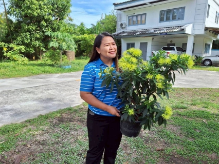 ไฟล์แนบ การประปาส่วนภูมิภาคสาขาขนอม จัดกิจกรรม "กปภ.ปลูกป่าเพื่อแผ่นดิน" เพื่อเทิดพระเกียรติและแสดงความจงรักภักดีแด่ พระบาทสมเด็จพระบรมชนกาธิเบศร มหาภูมิพลอดุลยเดชมหาราช บรมนาถบพิตร และสมเด็จพระนางเจ้าสิริกิติ์ พระบรมราชินีนาถ พระบรมราชชนนีพันปีหลวง 