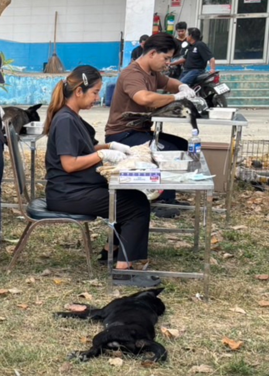 กปภ.สาขาปากท่อ ร่วมกับ ปศุสัตว์อำเภอฯ ลงพื้นที่ทำหมันสุนัข-แมวจร ณ สถานีผลิตน้ำไพรสะเดา เพื่อความเป็นระเบียบเรียบร้อย